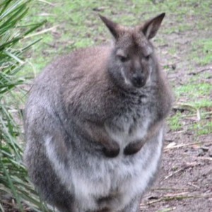 Team Page: The Outbacks